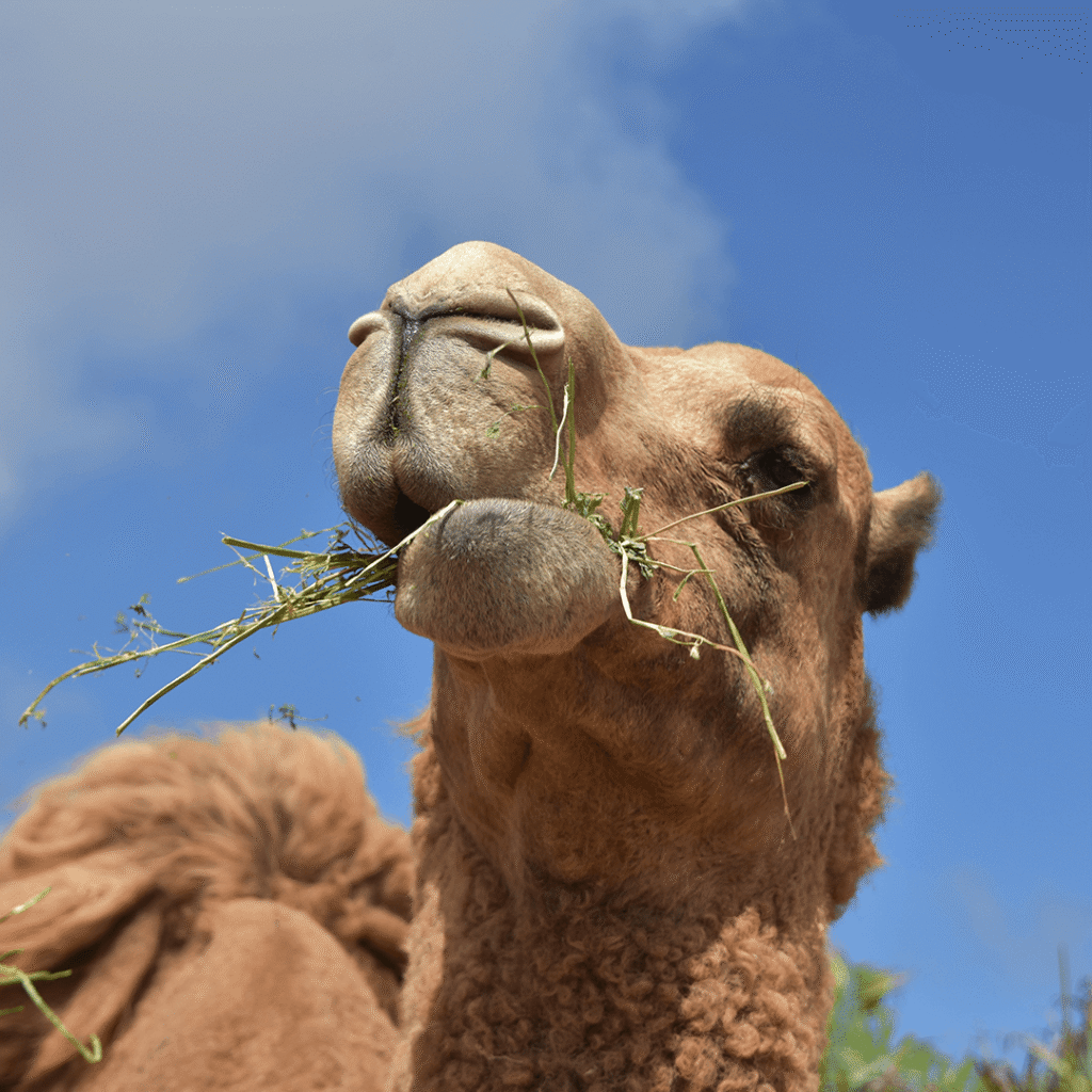 Al-Manhal-for-Veterinary-Feed-and-Medicines-Trading-Hero-Camel